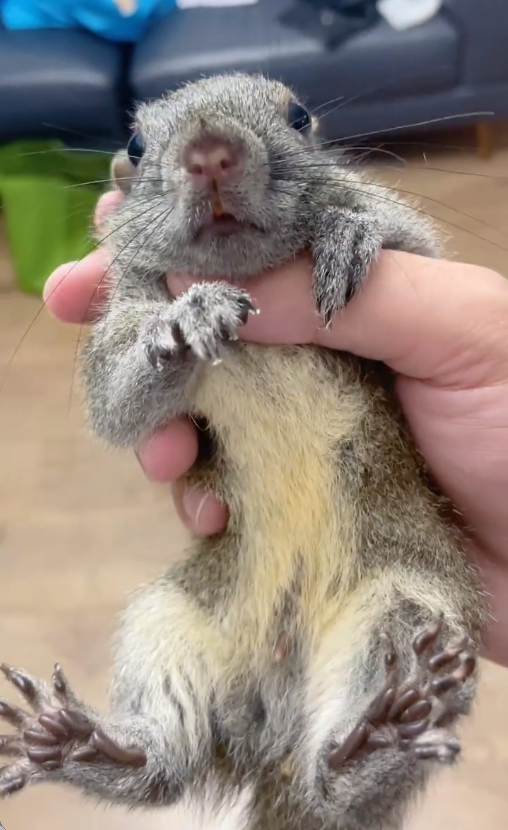 图片[6]-黄山松鼠4种颜色特征介绍-易客萌宠官网