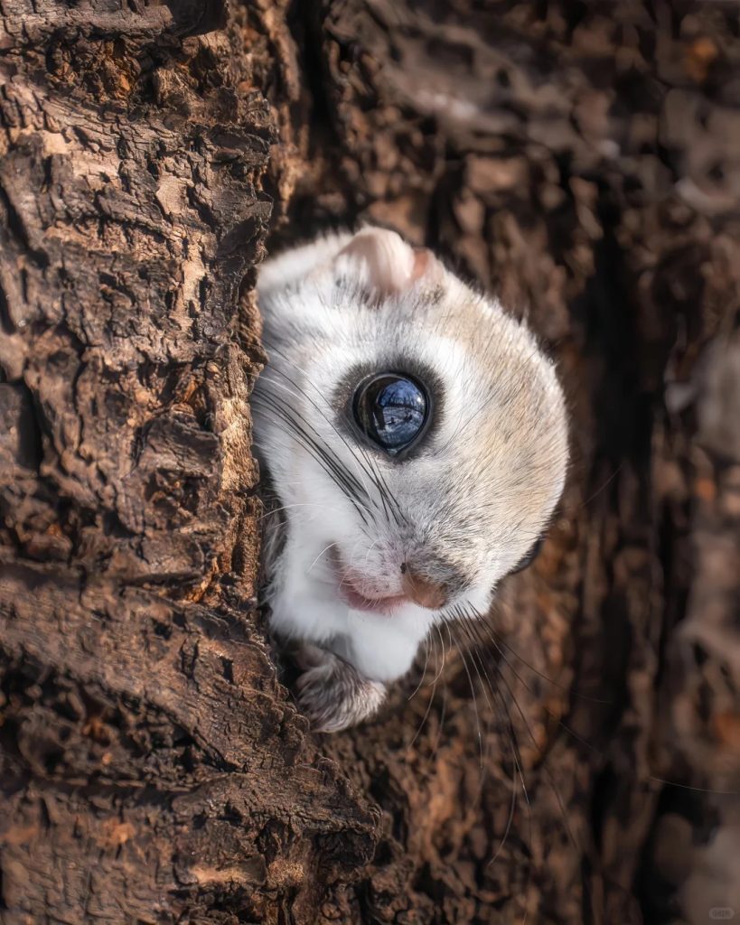 图片[4]-大眼飞鼠