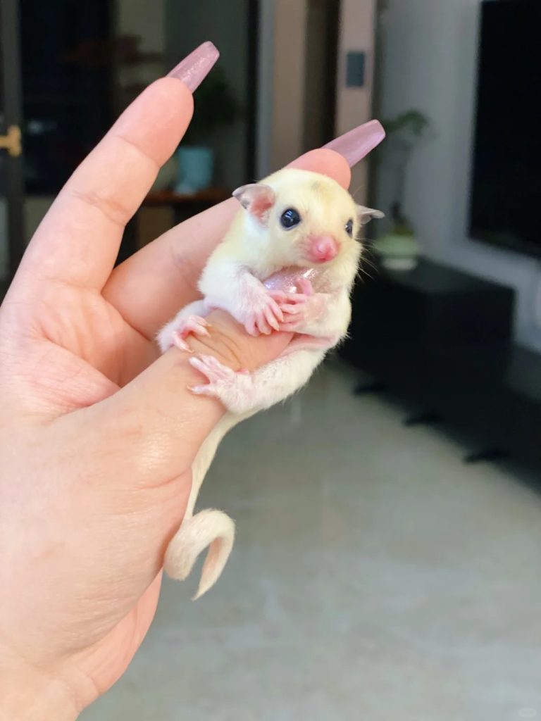 图片[29]-蜜袋鼯13种常见颜色特征介绍-易客萌宠官网