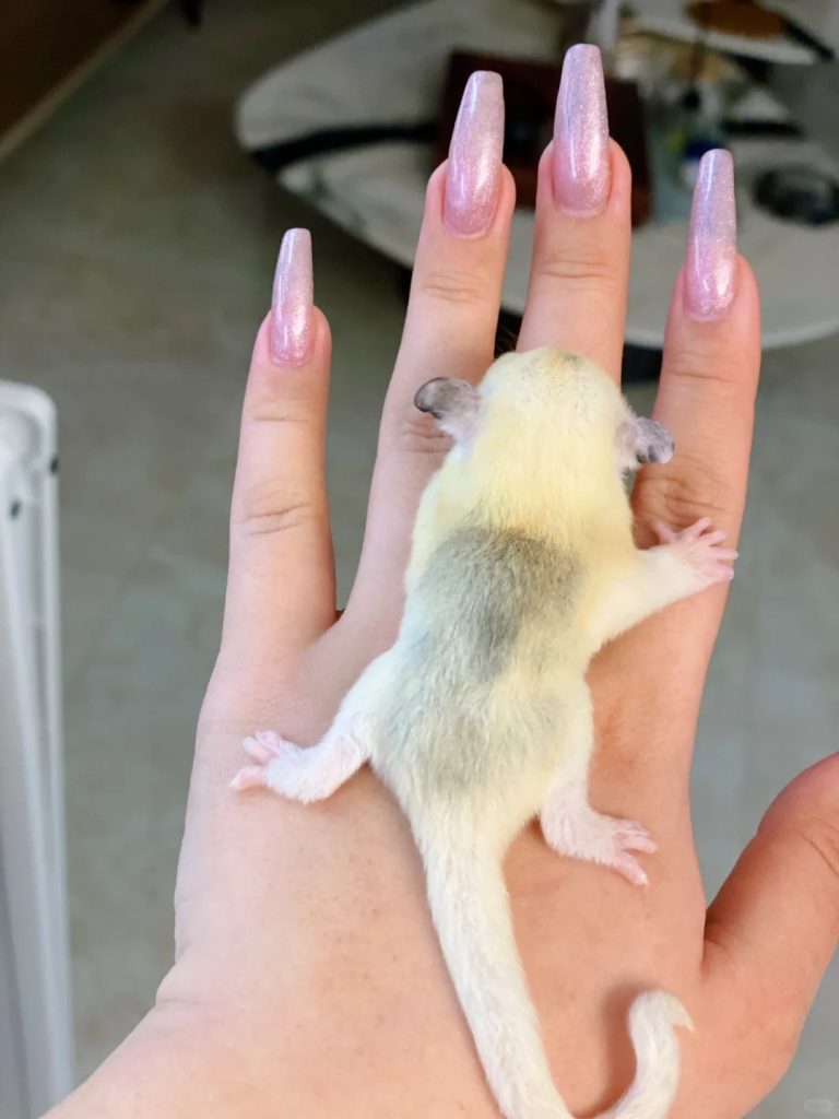 图片[32]-蜜袋鼯13种常见颜色特征介绍-易客萌宠官网