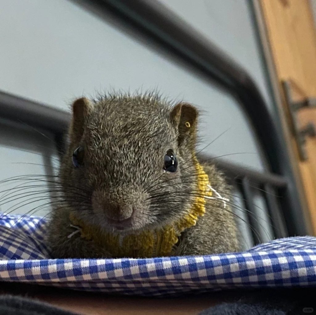 图片[2]-黄山松鼠4种颜色特征介绍-易客萌宠官网