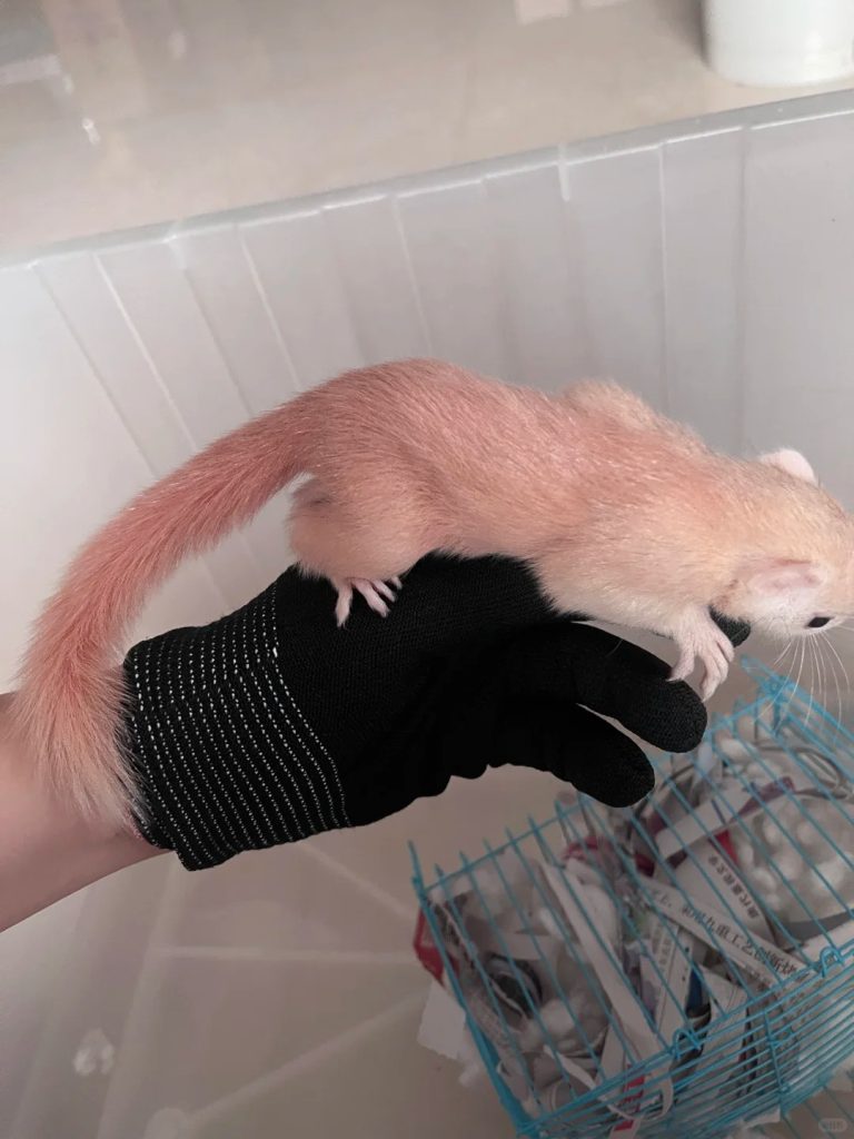 图片[57]-红腹松鼠17种变异色特征介绍-易客萌宠官网