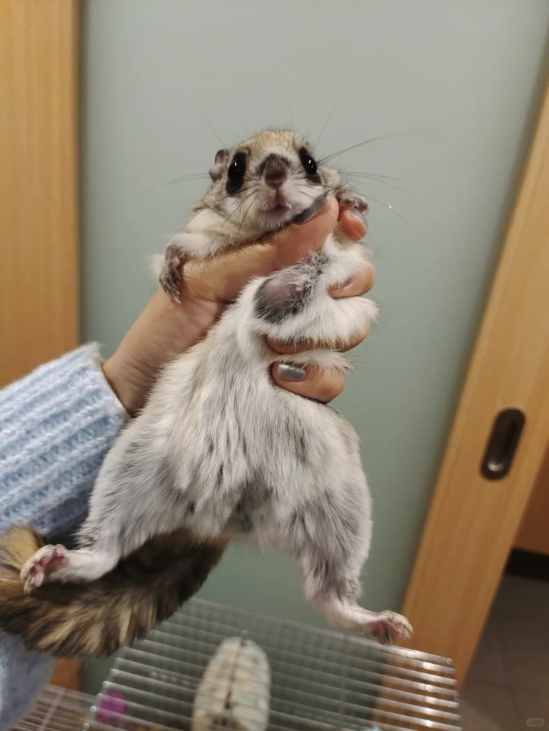 图片[3]-大眼飞鼠