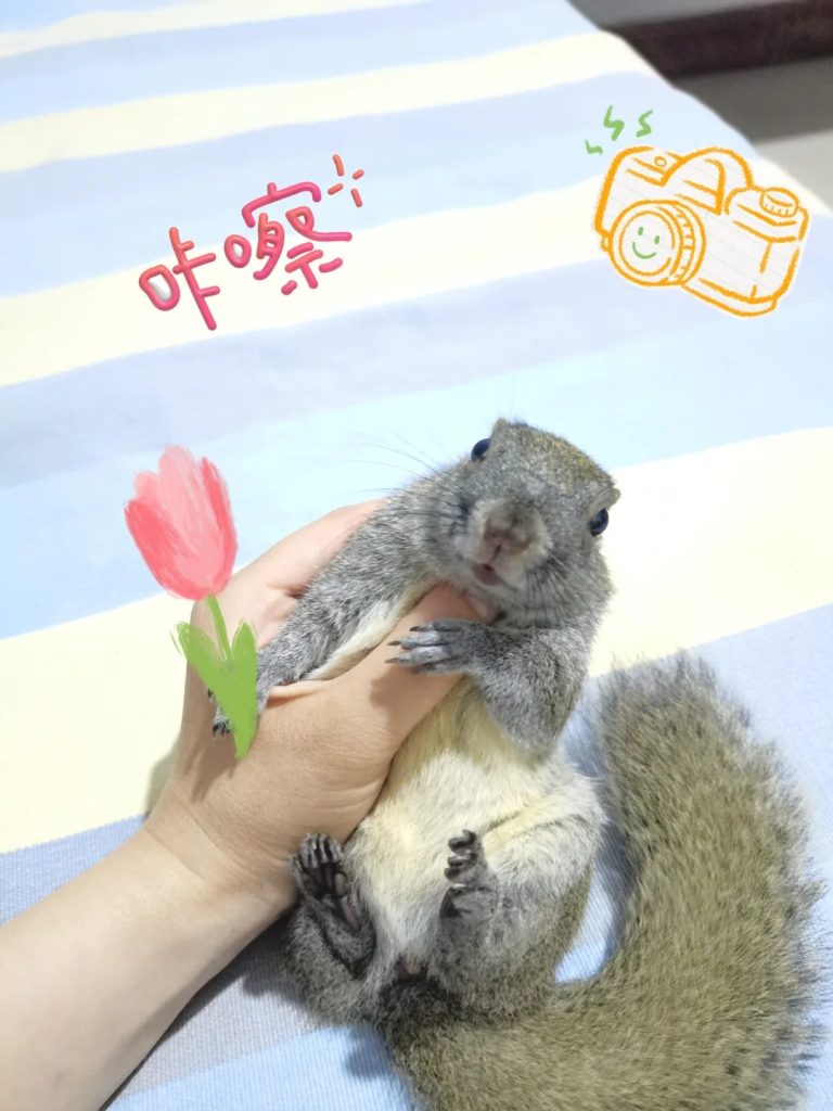 图片[5]-黄山松鼠4种颜色特征介绍-易客萌宠官网