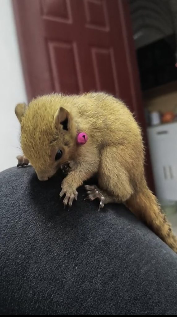 图片[14]-红腹松鼠17种变异色特征介绍-易客萌宠官网