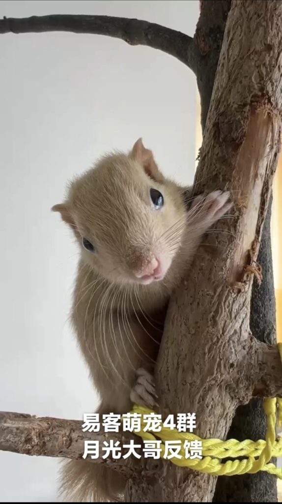 图片[19]-红腹松鼠17种变异色特征介绍-易客萌宠官网