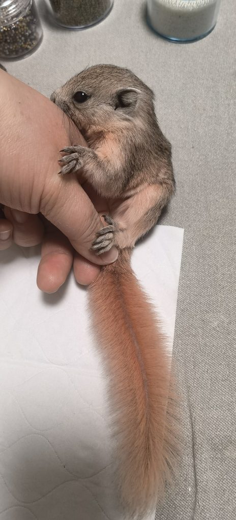 图片[25]-红腹松鼠17种变异色特征介绍-易客萌宠官网