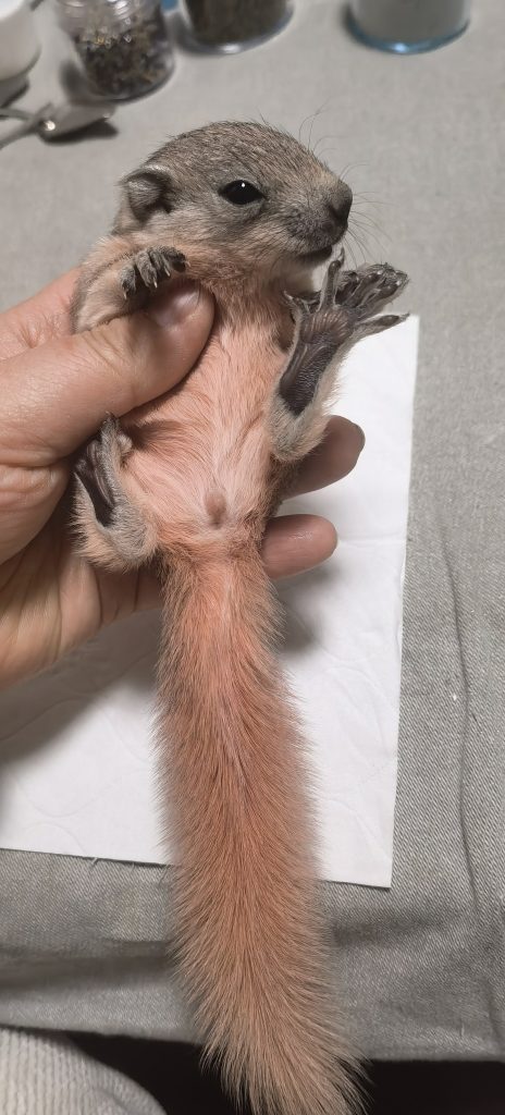 图片[23]-红腹松鼠17种变异色特征介绍-易客萌宠官网