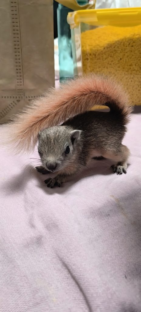 图片[27]-红腹松鼠17种变异色特征介绍-易客萌宠官网