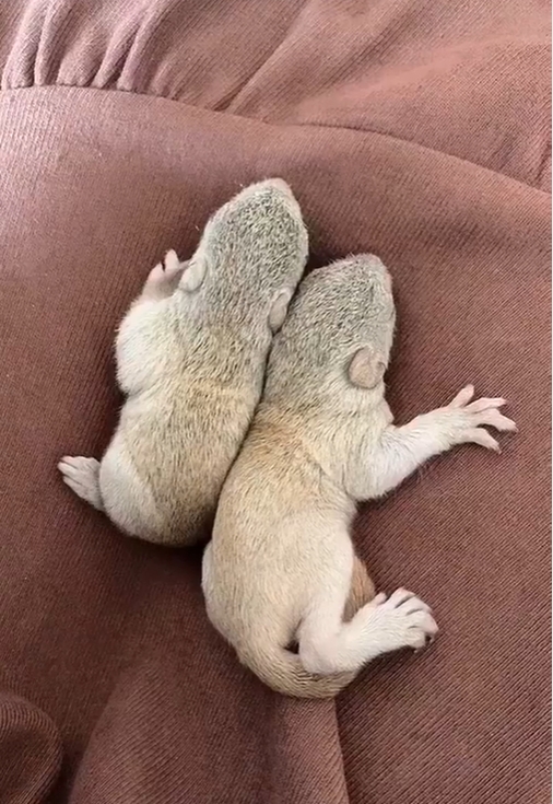 图片[7]-黄山松鼠4种颜色特征介绍-易客萌宠官网