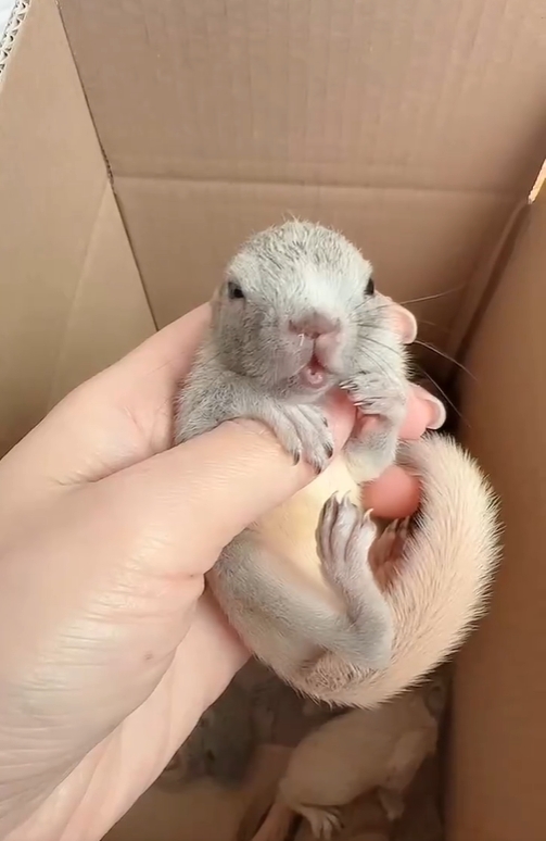 图片[8]-黄山松鼠4种颜色特征介绍-易客萌宠官网