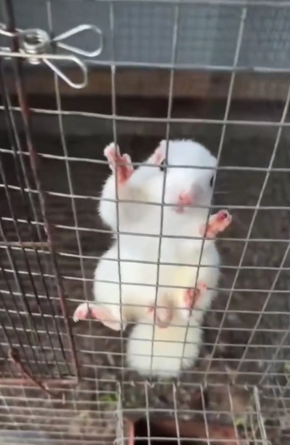 图片[12]-黄山松鼠4种颜色特征介绍-易客萌宠官网