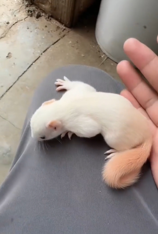 图片[11]-黄山松鼠4种颜色特征介绍-易客萌宠官网