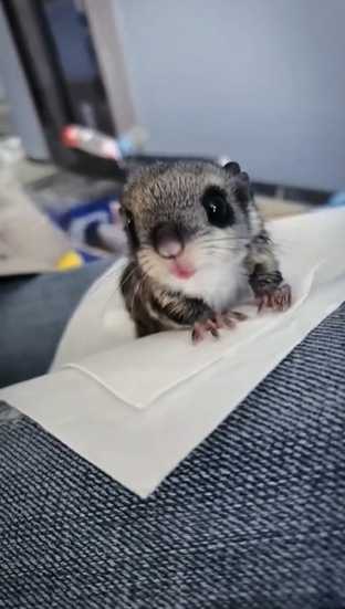 图片[1]-大眼飞鼠