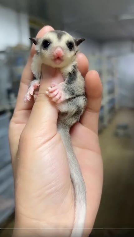 图片[21]-蜜袋鼯13种常见颜色特征介绍-易客萌宠官网