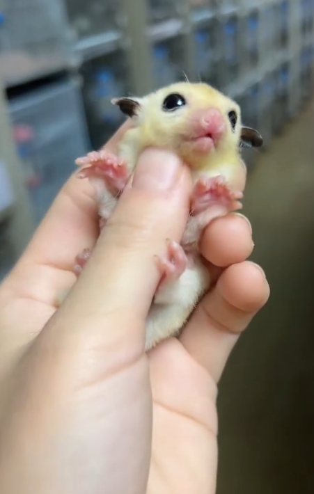 图片[33]-蜜袋鼯13种常见颜色特征介绍-易客萌宠官网