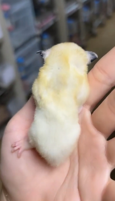 图片[34]-蜜袋鼯13种常见颜色特征介绍-易客萌宠官网