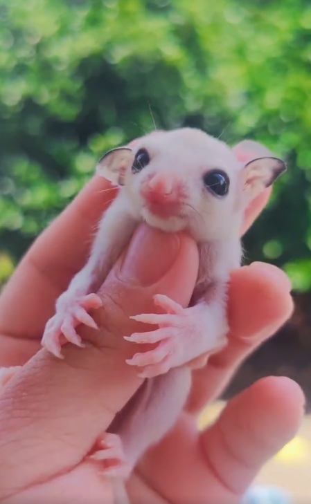 图片[35]-蜜袋鼯13种常见颜色特征介绍-易客萌宠官网