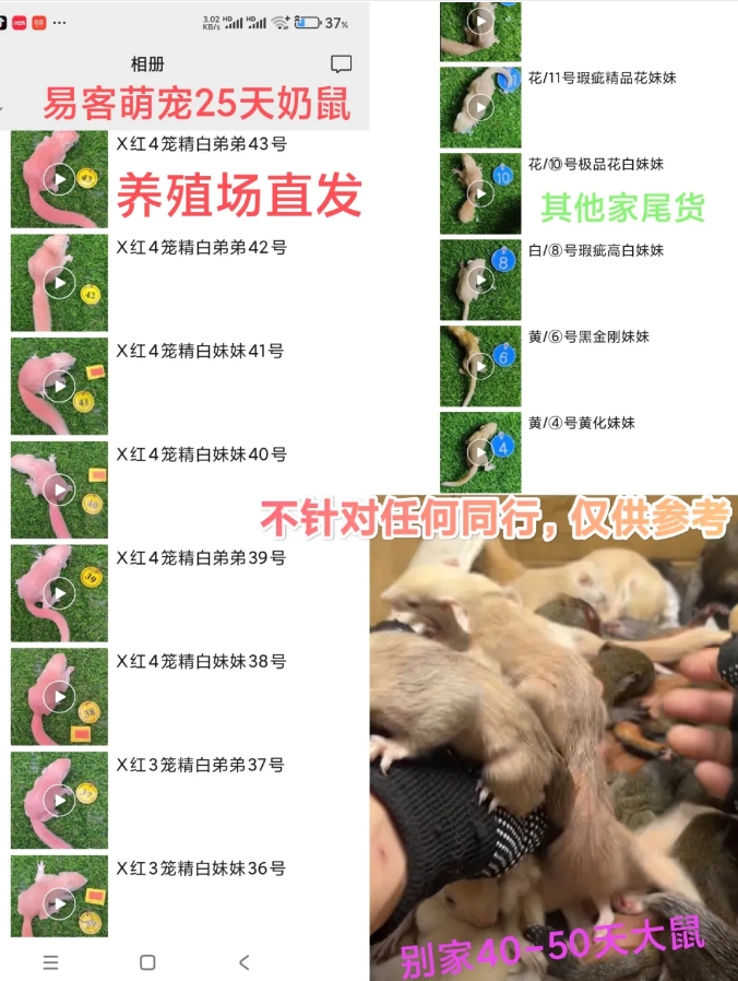 如何挑选亲人幼崽和靠谱商家！-易客萌宠官网