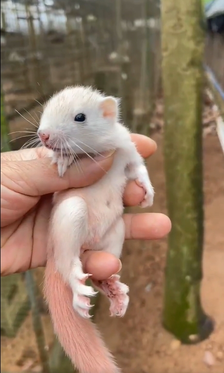 图片[48]-红腹松鼠17种变异色特征介绍-易客萌宠官网