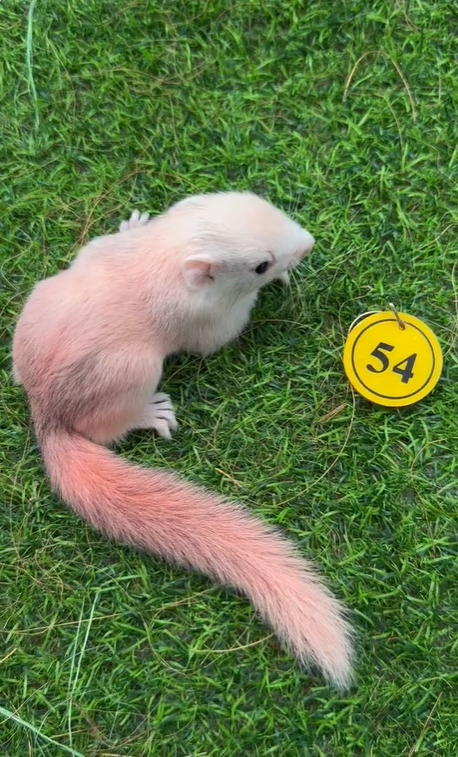 图片[51]-红腹松鼠17种变异色特征介绍-易客萌宠官网