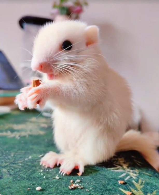 图片[63]-红腹松鼠17种变异色特征介绍-易客萌宠官网