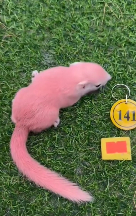 图片[55]-红腹松鼠17种变异色特征介绍-易客萌宠官网