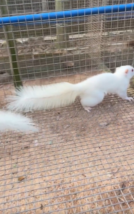 图片[69]-红腹松鼠17种变异色特征介绍-易客萌宠官网