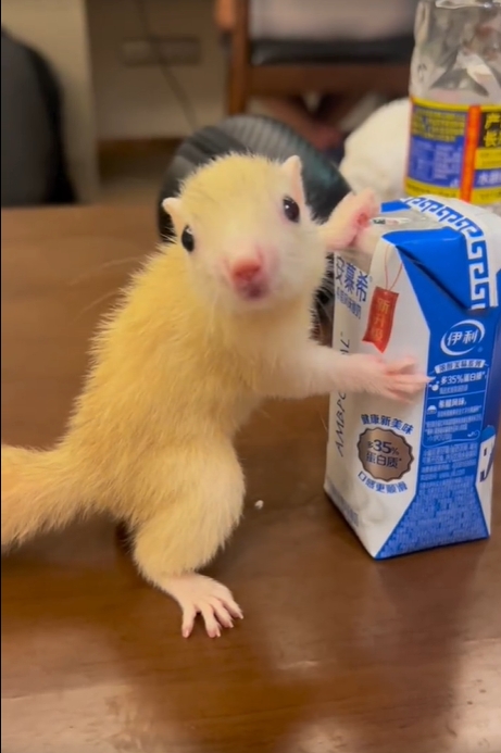 图片[59]-红腹松鼠17种变异色特征介绍-易客萌宠官网