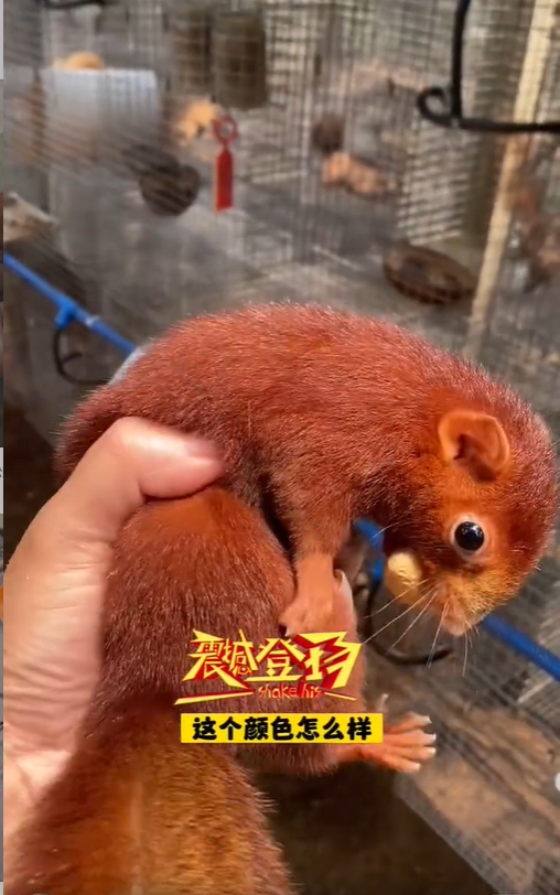 图片[80]-红腹松鼠17种变异色特征介绍-易客萌宠官网