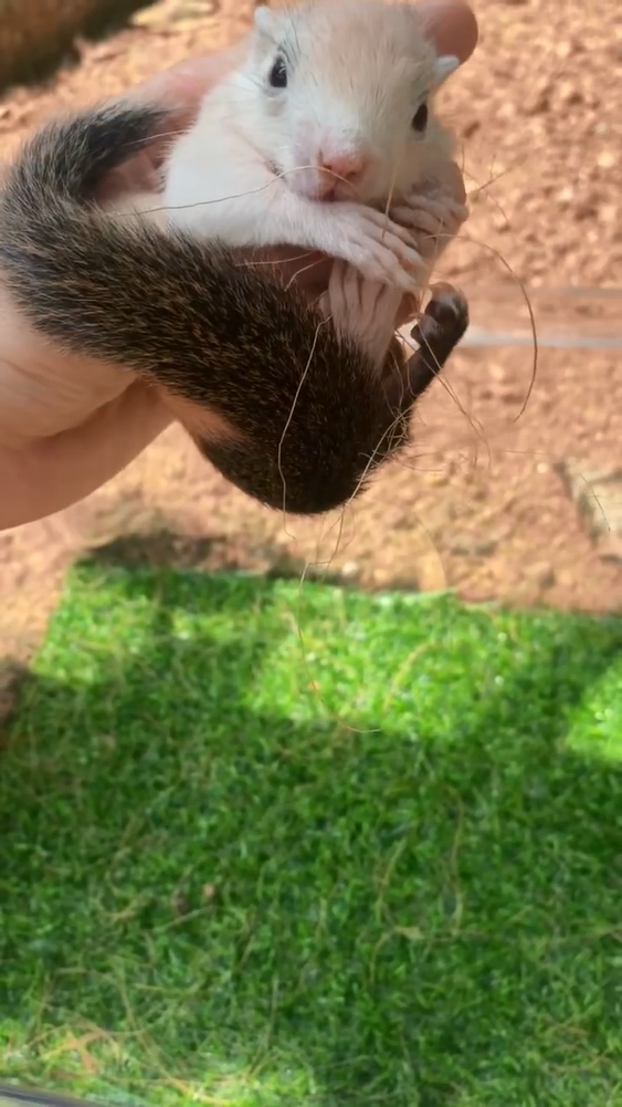 图片[37]-红腹松鼠17种变异色特征介绍-易客萌宠官网