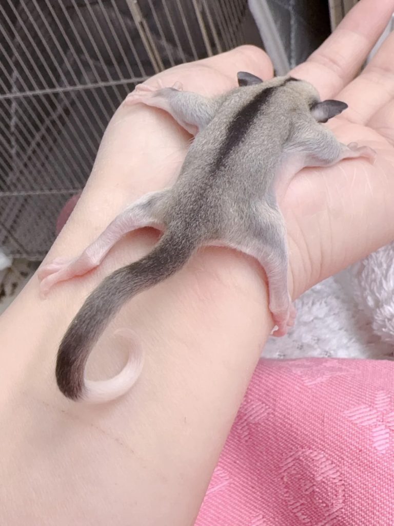 图片[24]-蜜袋鼯13种常见颜色特征介绍-易客萌宠官网