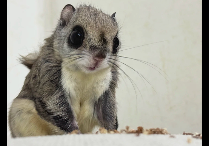 大眼飞鼠