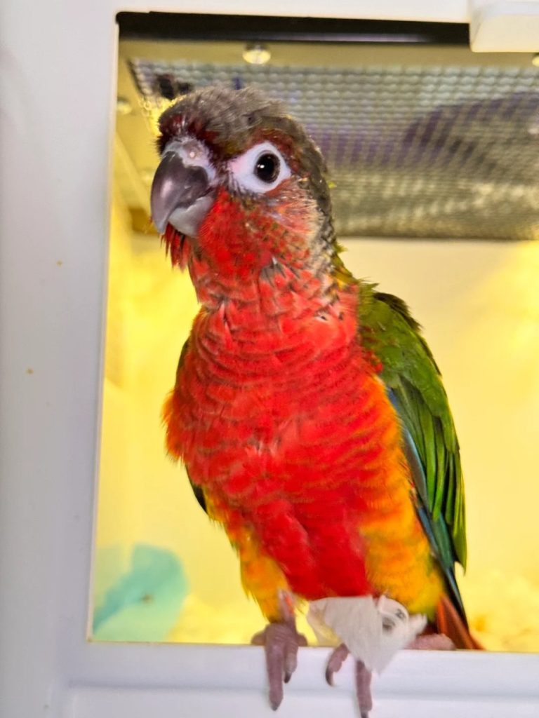 图片[4]-小太阳鹦鹉颜色特征介绍-易客萌宠官网