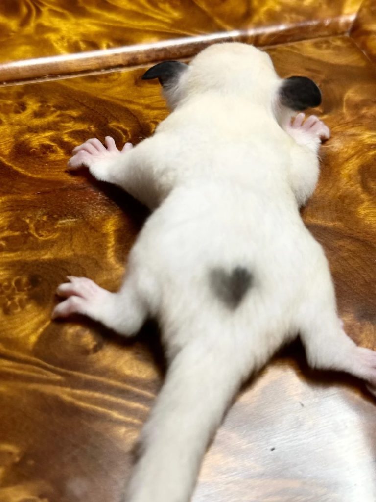 图片[39]-蜜袋鼯13种常见颜色特征介绍-易客萌宠官网