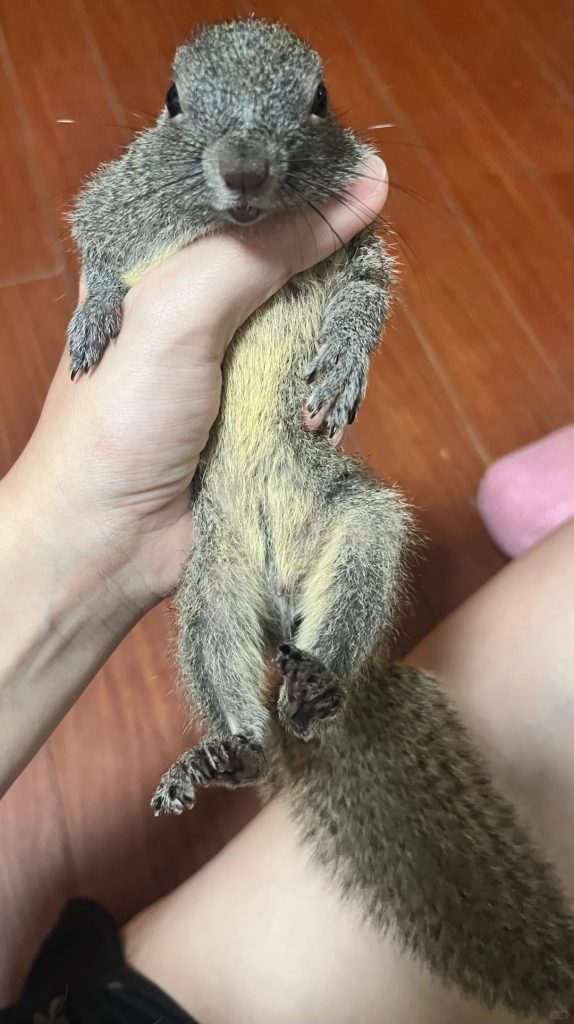 图片[3]-黄山松鼠4种颜色特征介绍-易客萌宠官网