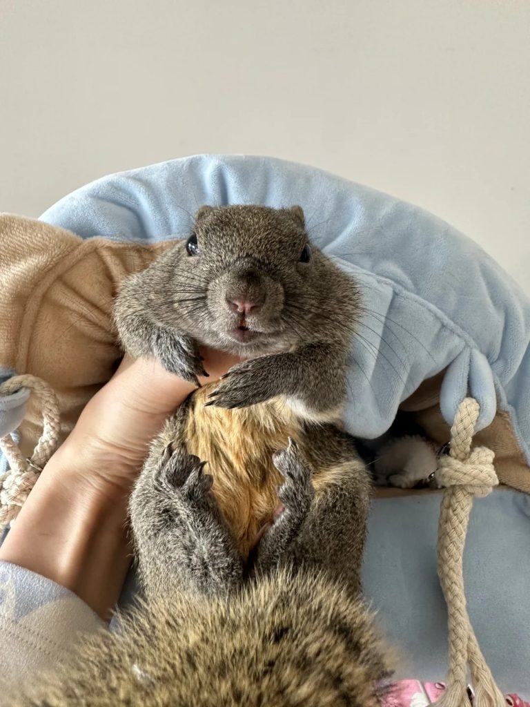 图片[4]-黄山松鼠4种颜色特征介绍-易客萌宠官网