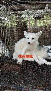 狐狸萌宠10种颜色介绍-易客萌宠官网