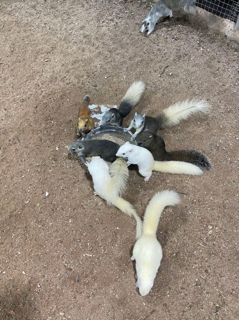 图片[8]-红腹松鼠专用鼠粮（预防缺钙瘫痪）-易客萌宠官网