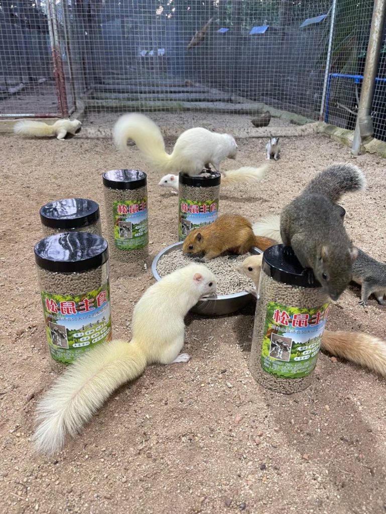 图片[6]-红腹松鼠专用鼠粮（预防缺钙瘫痪）-易客萌宠官网