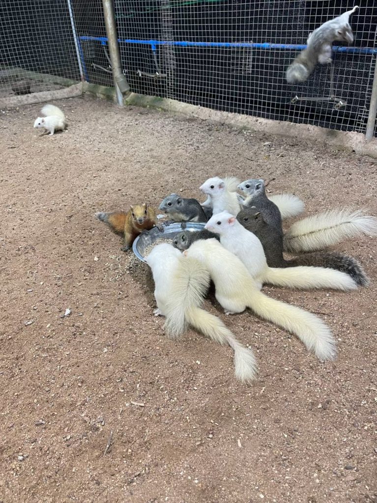 图片[9]-红腹松鼠专用鼠粮（预防缺钙瘫痪）-易客萌宠官网