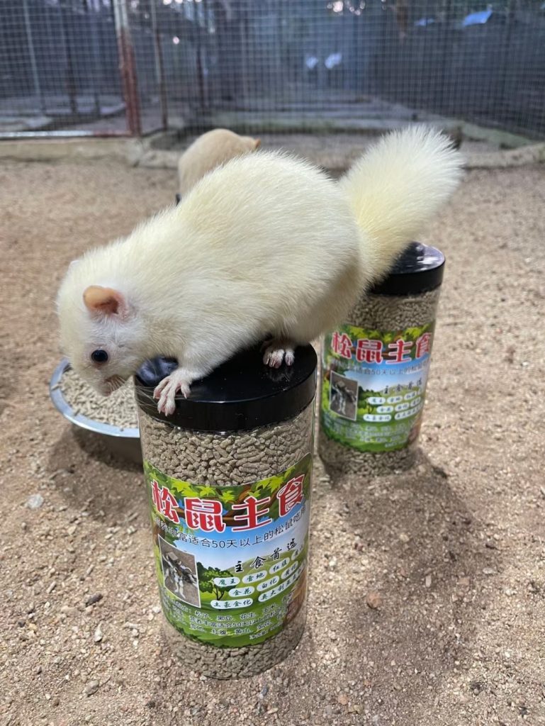 图片[3]-红腹松鼠专用鼠粮（预防缺钙瘫痪）-易客萌宠官网