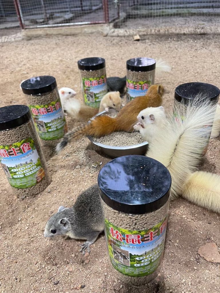 图片[5]-红腹松鼠专用鼠粮（预防缺钙瘫痪）-易客萌宠官网